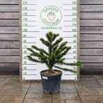 Araukária andská (Araucaria araucana) ´IMBRICATA´ (Blahočet čilský) - výška 60-80 cm, kont. C25L (-18°C)